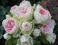 Róża wielokwiatowa (Rosa ) 